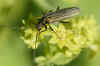 Oedemera lurida of Oedemera virescens. Familie Oedemeridae.