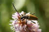 Rode Smalbok (Stictoleptura rubra synoniem Corymbia rubra,Leptura rubra). Man. Familie Boktorren (Cerambycidae).