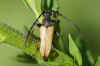 Rode Smalbok (Stictoleptura rubra synoniem Corymbia rubra,Leptura rubra). Man. Familie Boktorren (Cerambycidae).