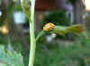 Orange ladybird (Halyzia sedecimguttata) Genus Halyzia. Subfamily Coccinellinae. Family Ladybirds, ladybugs (Coccinellidae). 