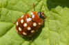 Cream-spot ladybird (Calvia quatuordecimguttata) Genus Calvia. Subfamily Coccinellinae. Family Ladybirds, ladybugs (Coccinellidae).