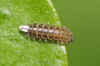 Pine ladybird (Exochomus quadripustulatus - Brumus quadripustulatus). larva