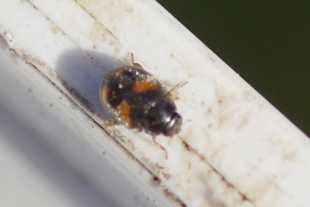 Ivy Ladybird (Nephus quadrimaculatus). Genus Nephus. Subfamily Scymninae. Family ladybirds / ladybugs (Coccinellidae).