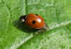 Two-spot ladybird, Two-spotted ladybug (Adalia bipunctata) Genus Adalia. Subfamily Coccinellinae. Family Ladybirds, ladybugs (Coccinellidae).