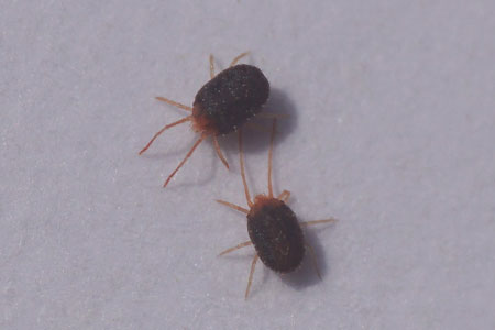 Bryobia kissophila. Family Spider mites (Tetranychidae).