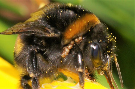 Probably the bumblebee mite Tyrophagus laevis synonym Kuzinia laevis