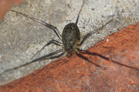 Oligolophus hanseni. Family Phalangiidae.