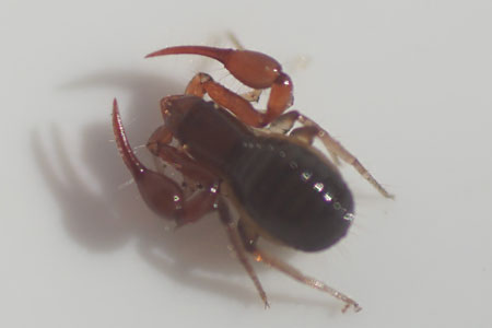 Pseudoscorpion, false scorpion or book scorpion. Family pseudoscorpions (Pseudoscorpiones). 