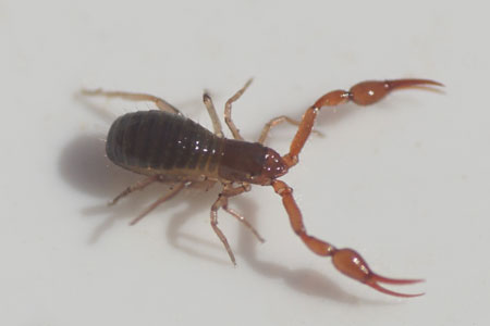 Pseudoscorpion, false scorpion or book scorpion. Family pseudoscorpions (Pseudoscorpiones). 