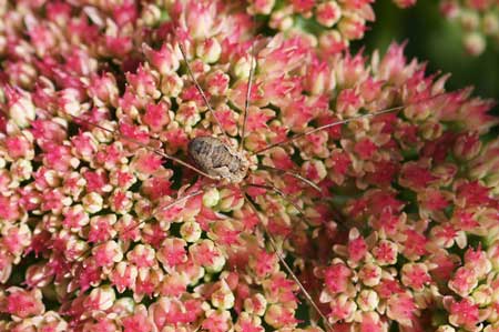 Phalangium opilio