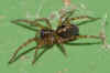 Female. Window spider, Amaurobius fenestralis or Amaurobius similis. Family tangled nest spiders, night spiders, hacklemesh weavers (Amaurobiidae).