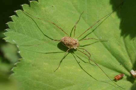 Spring Harvestman  (Rilaena triangularis)