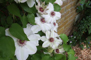 Foto Clematis "Miss Bateman". 