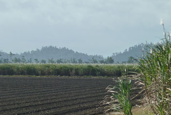 sugarcane.