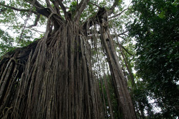 Just outside Yungaburra is this huge curtain fig tree. On the board, is information about this tree.