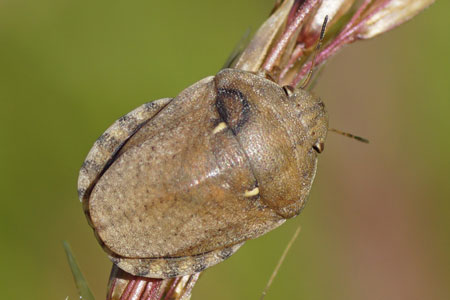 Eurygaster maura. Family Jewel bugs (Scutelleridae)