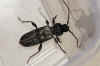 Huisboktor (Hylotrupes bajulus). Familie Boktorren (Cerambycidae).