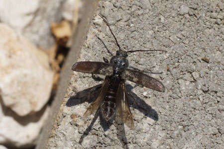 Huisboktor (Hylotrupes bajulus). Familie Boktorren (Cerambycidae).