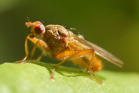 Scathophaga spec Familie Drekvliegen, mestvliegen, strontvliegen (Scathophagidae)