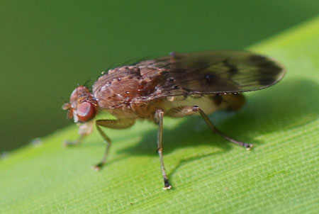 Suillia variegata Familie Afvalvliegen (Heleomyzidae)