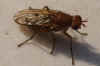 Bruine slakkendoder spec,Tetanocera spec. Familie Slakkendoders (Sciomyzidae)