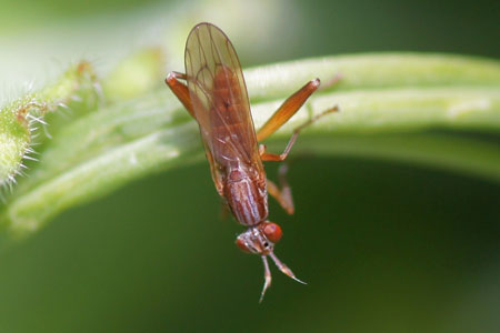 Sepedon spinipes. Familie Slakkendoders (Sciomyzidae).