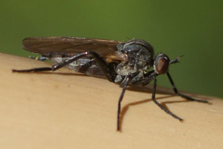 Rhamphomyia spec. Familie dansvliegen (Empididae).