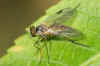 Rhagio lineola. Man. Familie snipvliegen, snavelvliegen (Rhagionidae).