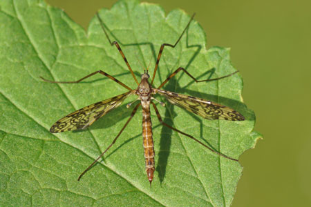 Epiphragma ocellare. Onderfamilie Limnophilinae. Familie: Steltmuggen (Limoniidae). 