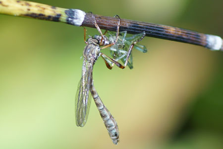 Schraalgrasjager (Leptogaster guttiventris). Vrouw. Onderfamilie Leptogastrinae. Familie Roofvliegen (Asilidae).  Zeldzaam!!