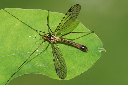 Man.  Nephrotoma guestfalica. Familie Langpoten (Tipulidae).