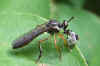 Kleine Bladrover (Dioctria hyalipennis). Onderfamilie Bladjagers (Dioctriinae). Familie Roofvliegen (Asilidae).