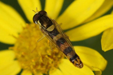 Sphaerophoria scripta.