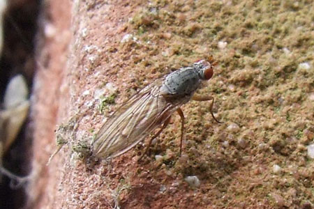 Tephrochlamys rufiventris. Familie Afvalvliegen (Heleomyzidae).