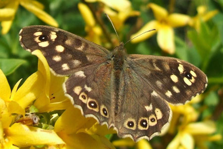 Speckled Wood (Pararge aegeria). Subfamily Satyridae. Family Nymphalidae.