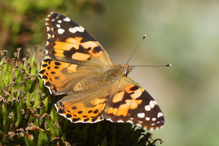 Painted Lady, Thistle butterfly, in North America: the Cosmopolite (Vanessa cardui, syn. Cynthia cardui). Family Nymphalidae.