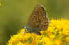 Common Blue (Polyommatus icarus). Family Lycaenidae.