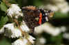 Atlanta, Red Admiral (Vanessa atalanta) Family Nymphalidae