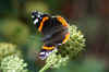 Atlanta, Red Admiral (Vanessa atalanta) Family Nymphalidae