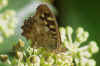 Speckled Wood (Pararge aegeria). Subfamily Satyridae. Family Nymphalidae.