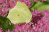 Brimstone (Gonepteryx rhamni) Family Pieridae.