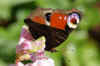 Peacock butterfly  (Aglais io, Inachis io)  Family Nymphalidae