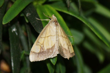 Evergestis limbata. Subfamily Evergestinae. Family grass moths (Crambidae). 