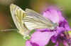 Green-veined White (Pieris napi) Family Pieridae. 