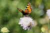 Small Tortoiseshell (Aglais urticae)  Family Nymphalidae