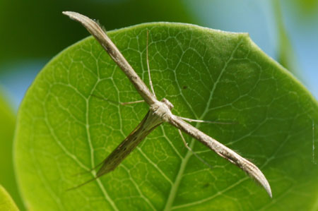 T-Moth or Morning-glory Plume Moth (Emmelina monodactyla). Family Plume moths (Pterophoridae).   