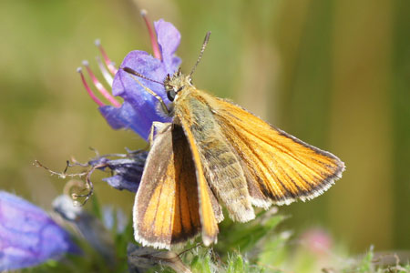 Essex Skipper (Thymelicus lineola). Family skippers or skipper butterflies (Hesperiidae).