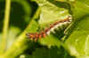 Caterpillar of a Comma (Polygonia c album). Family Nymphalidae.