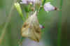 Garden Pebble (Evergestis forficalis). Subfamily Evergestinae. Family grass moths (Crambidae). 