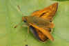 Large Skipper (Ochlodes sylvanus, synonym Ochlodes faunus). Family skippers or skipper butterflies (Hesperiidae).e).